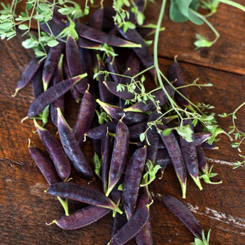 Sugar Magnolia Snap Pea (70 Days) - Vegetables