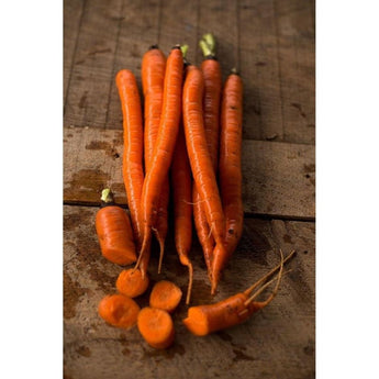 Sugar Snax Carrot (F1 Hybrid 63 Days) - Vegetables