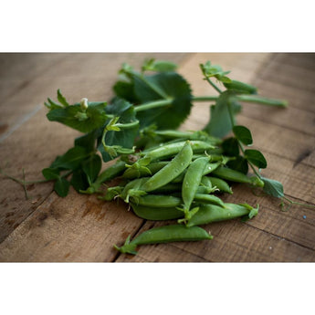 Sugar Sprint Pea (58 Days) - Vegetables