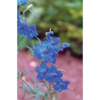 Delphinium - Summer Colors Dwarf Mix - Flowers