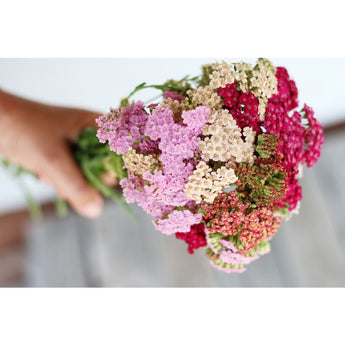 Summer Pastels Yarrow - Flowers