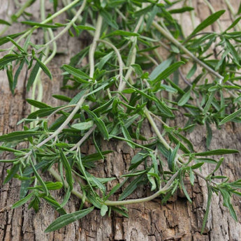 Summer Savory - Herbs