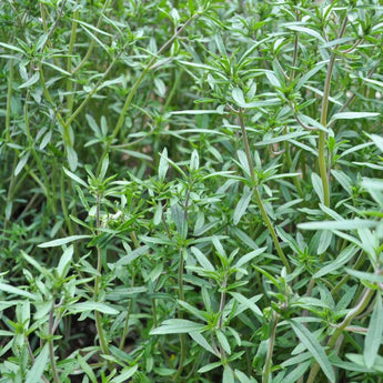 Summer Savory - Herbs