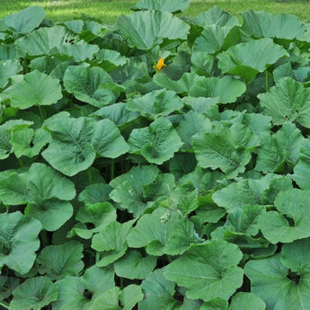 Summer Squash Mix - Vegetables