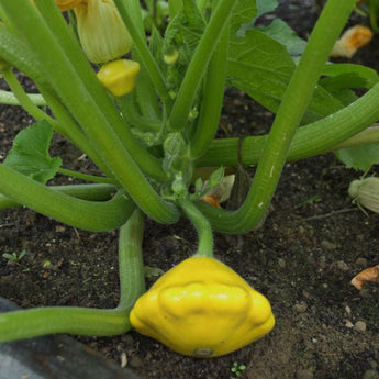 Sunburst Scallop Summer Squash (F1 Hybrid 50 Days) - Vegetables