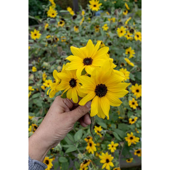 Sunfinity Sunflower - Flowers