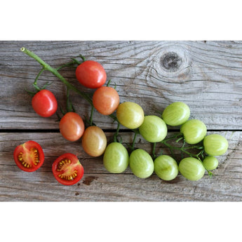 Sunpeach Tomato (F1 Hybrid 60 Days) - Vegetables