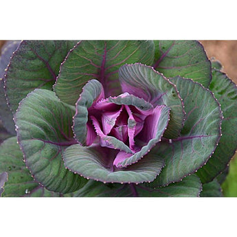 Flowering Kale - Sunset - Flowers