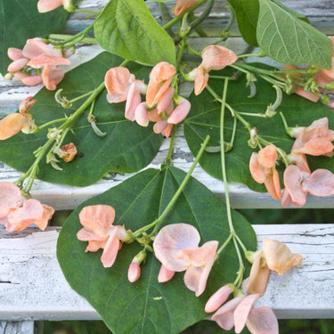 Sunset Runner Bean (65 Days) – Pinetree Garden Seeds