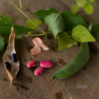 Sunset Runner Bean (65 Days) - Vegetables