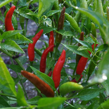 Super Thai Pepper (F1 Hybrid 71 Days) – Pinetree Garden Seeds