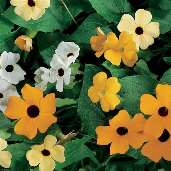 Susie Mix Thunbergia