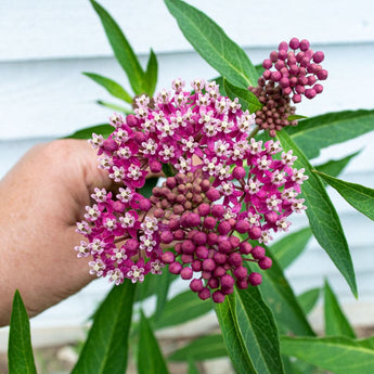 Swamp Milkweed - Flowers