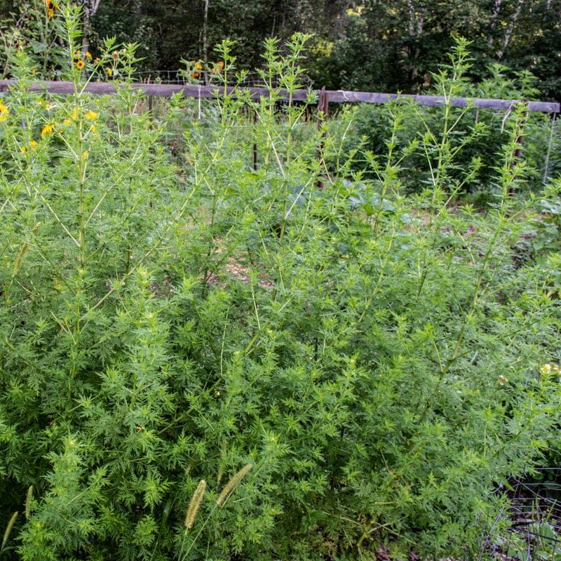 Artemisia Annua Seeds - Sweet Wormwood for Your Garden