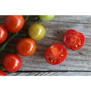 Sweet Aperitif Tomato (80 Days) - Vegetables