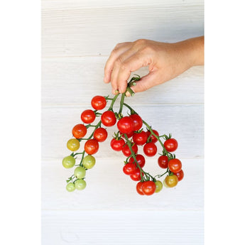 Sweet Aperitif Tomato (80 Days) - Vegetables