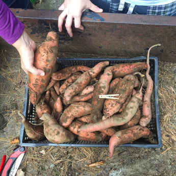 SWEET POTATO ’BEAUREGARD’ - Spring