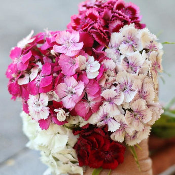 Sweet William Dianthus - Flowers