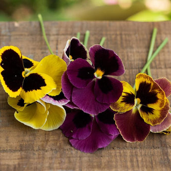 Swiss Giants Formula Mix Pansy - Flowers