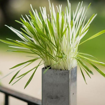 Tabby Cat Grass - Vegetables