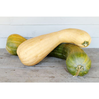 Tahitian Butternut Winter Squash (110 Days) - Vegetables