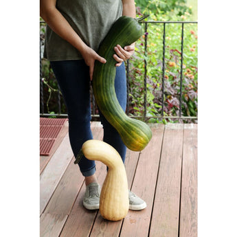 Tahitian Butternut Winter Squash (110 Days) - Vegetables