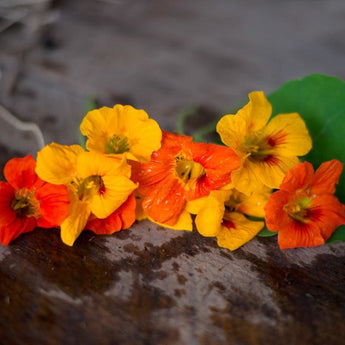 Tall Climbing Mix Nasturtium - Flowers