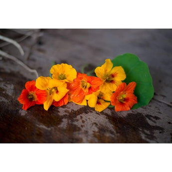 Nasturtium - Tall Climbing Single Mix - Flowers