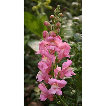 Snapdragon - Tall Deluxe Mixture - Flowers