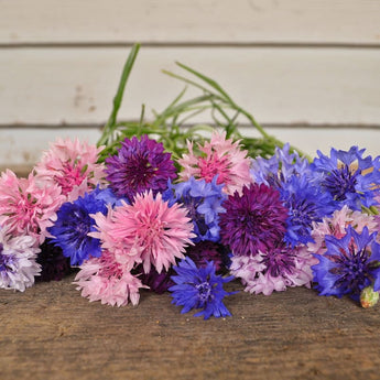 Tall Mix Centaurea - Flowers