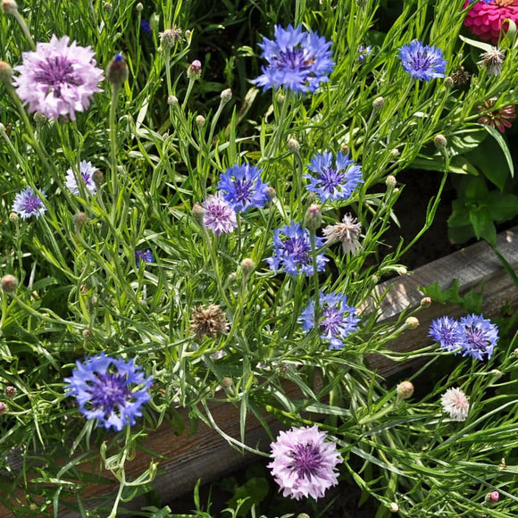 Tall Mix Centaurea – Pinetree Garden Seeds