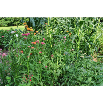 Tall Mix Strawflower - Flowers