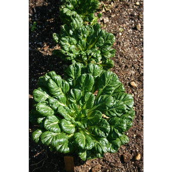 Tatsoi Greens (45-50 Days) - Vegetables