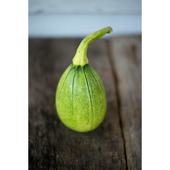 Tatume Summer Squash (Heirloom 50 Days) - Vegetables