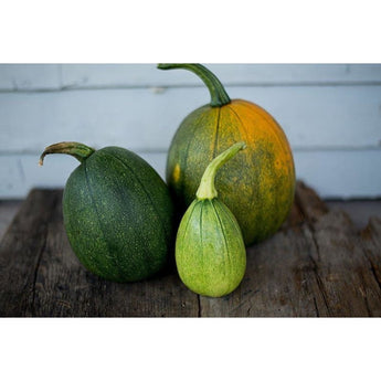 Tatume Summer Squash (Heirloom 50 Days) - Vegetables