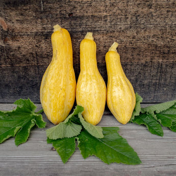 Tempest Summer Squash (F1 Hybrid 54 Days Organic) - Vegetables