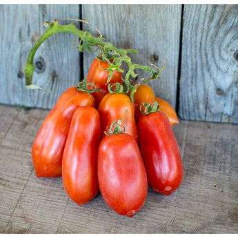 Ten Fingers of Naples (Heirloom 75 Days) - Vegetables