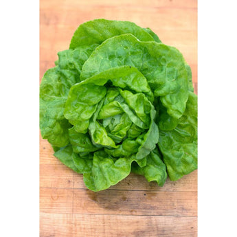 Tennis Ball Lettuce (Heirloom 50 Days ) Vegetables