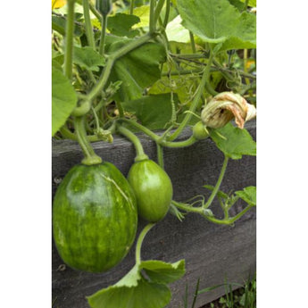 Teot Bat Put Summer Squash (F1 Hybrid 65 Days)