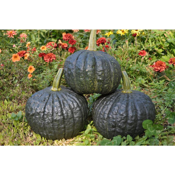 Tetsukabuto Winter Squash (F1 Hybrid 90 Days) - Vegetables