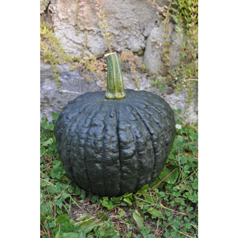 Tetsukabuto Winter Squash (F1 Hybrid 90 Days) - Vegetables