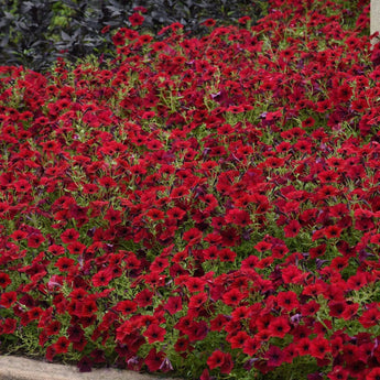 Tidal Wave Red Velour Petunia - Flowers