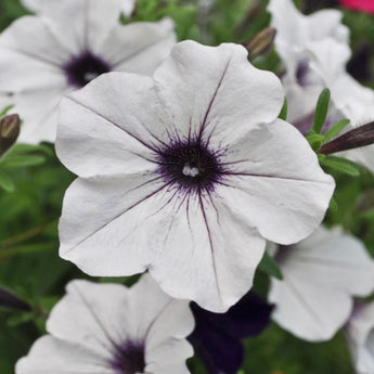 Tidal Wave Silver Petunia - Flowers