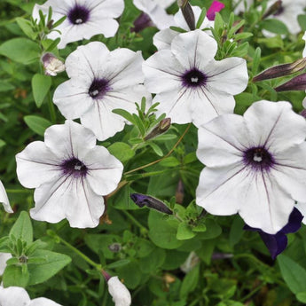 Tidal Wave Silver Petunia - Flowers