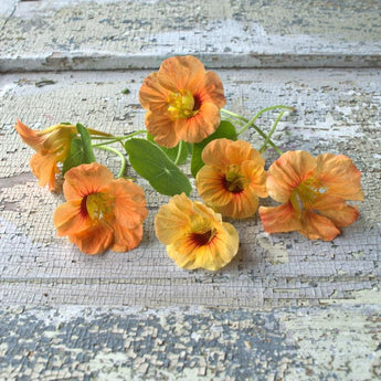 Tip Top Apricot Nasturtium - Flowers