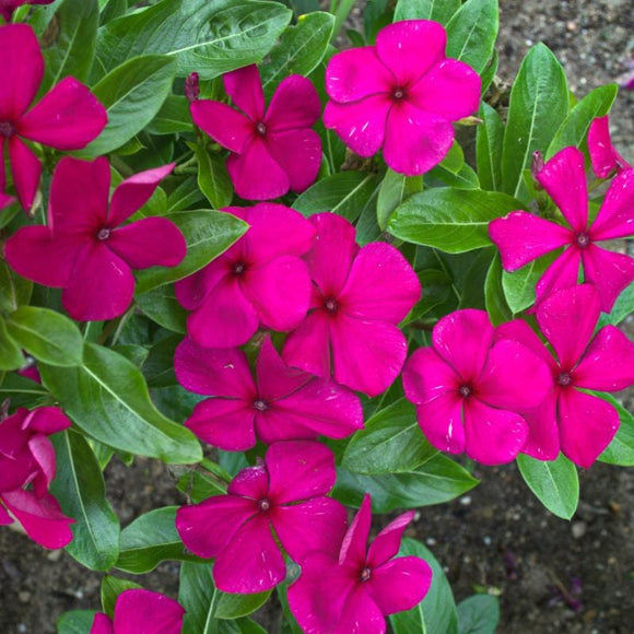 Titan Burgundy Vinca – Pinetree Garden Seeds