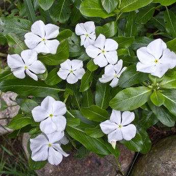 Titan Pure White Vinca