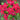 Titan Really Red Vinca