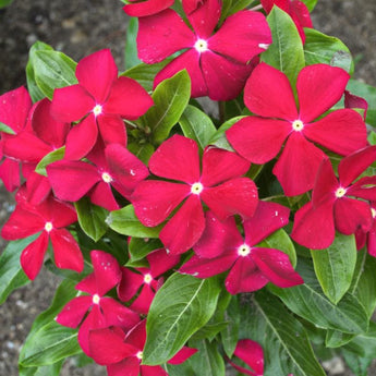 Titan Really Red Vinca