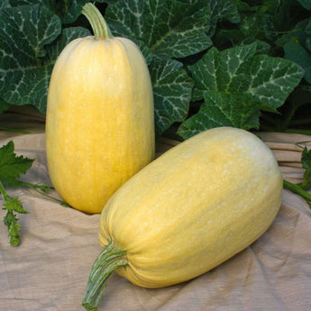 Tivoli Spaghetti Squash (F1 Hybrid 98 days) - Vegetables